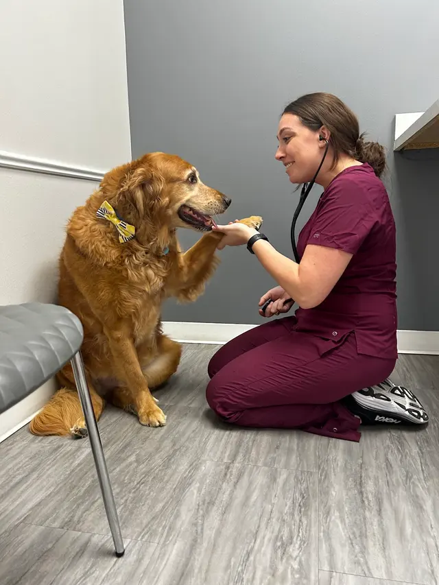Paw Haven Animal Hospital — customer photo 2