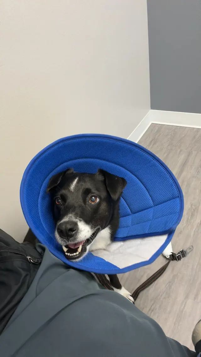 Paw Haven Animal Hospital — customer photo 7