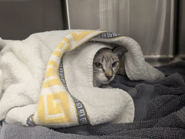 Paw Haven Animal Hospital — customer photo 5