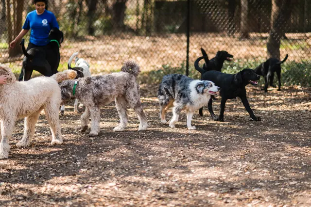 Shady Acres Pet Ranch — photo from the business 7