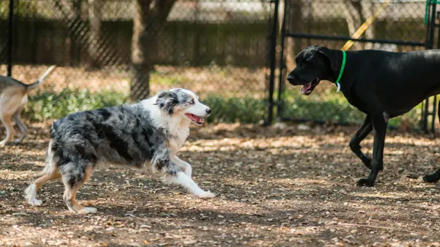 Shady Acres Pet Ranch — photo from the business 1