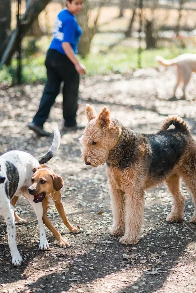 Shady Acres Pet Ranch — photo from the business 5