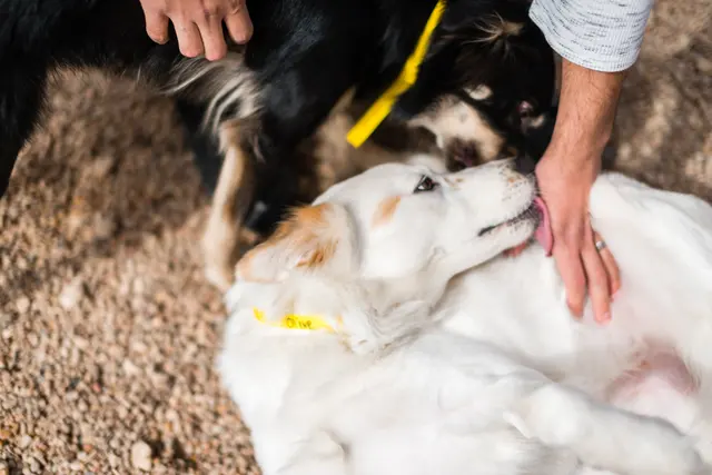 Shady Acres Pet Ranch — photo from the business 11