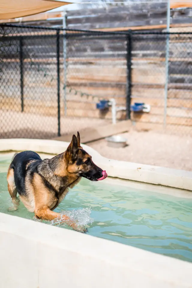Shady Acres Pet Ranch — photo from the business 3