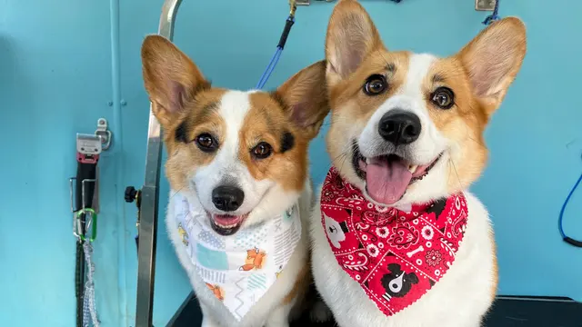 New Image Pet Grooming — photo from the business 1