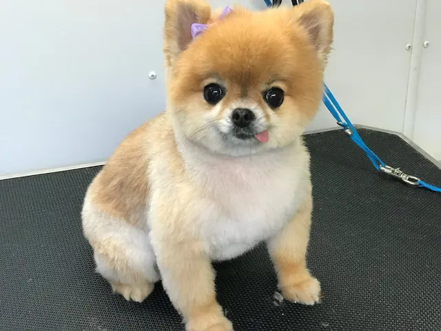 New Image Pet Grooming — photo from the business 12