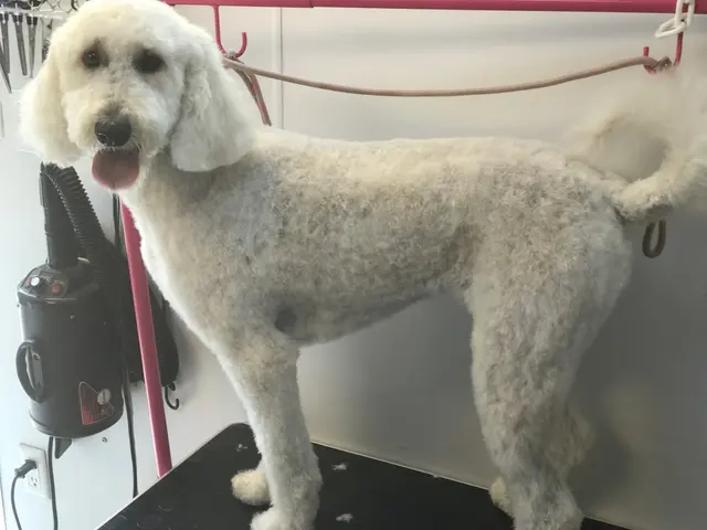 New Image Pet Grooming — photo from the business 9