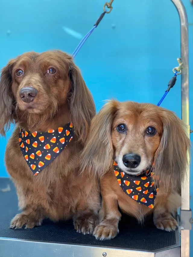 New Image Pet Grooming — photo from the business 10