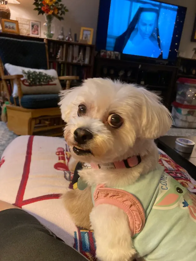 New Image Pet Grooming — customer photo 3