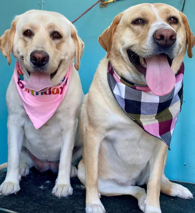 New Image Pet Grooming — photo from the business 11