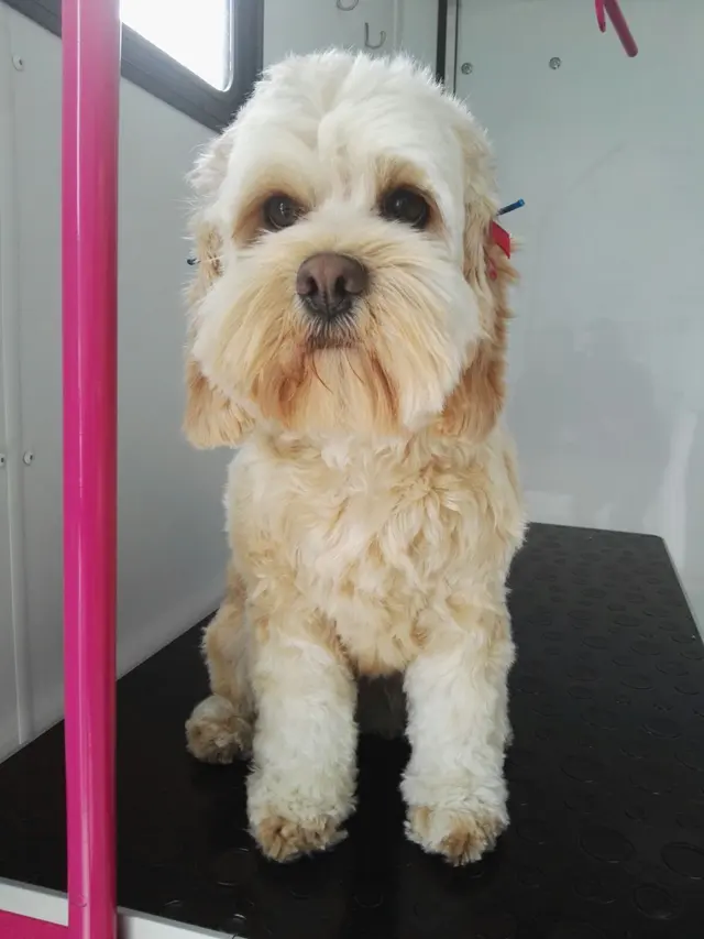 New Image Pet Grooming — photo from the business 8