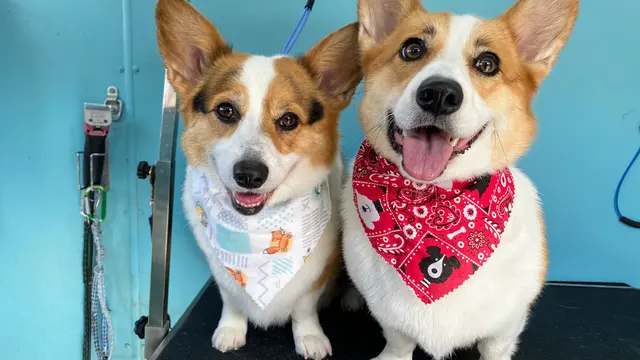 New Image Pet Grooming — photo from the business 4