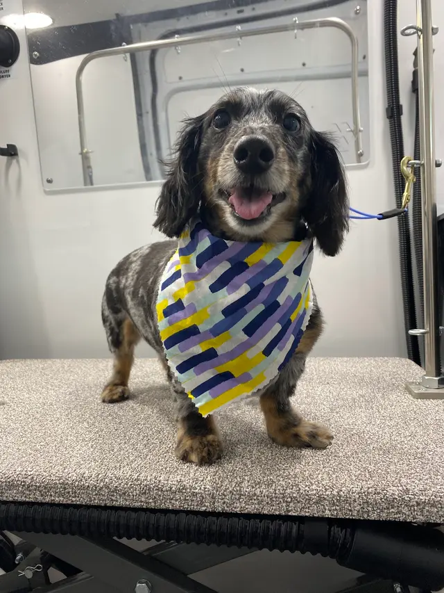New Image Pet Grooming — photo from the business 5
