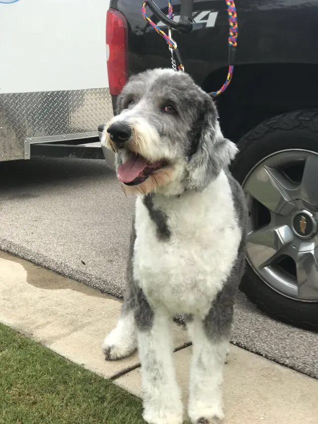 New Image Pet Grooming — photo from the business 7