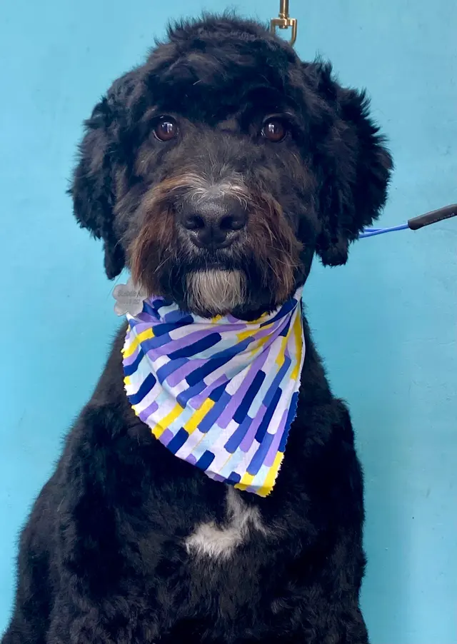 New Image Pet Grooming — photo from the business 6