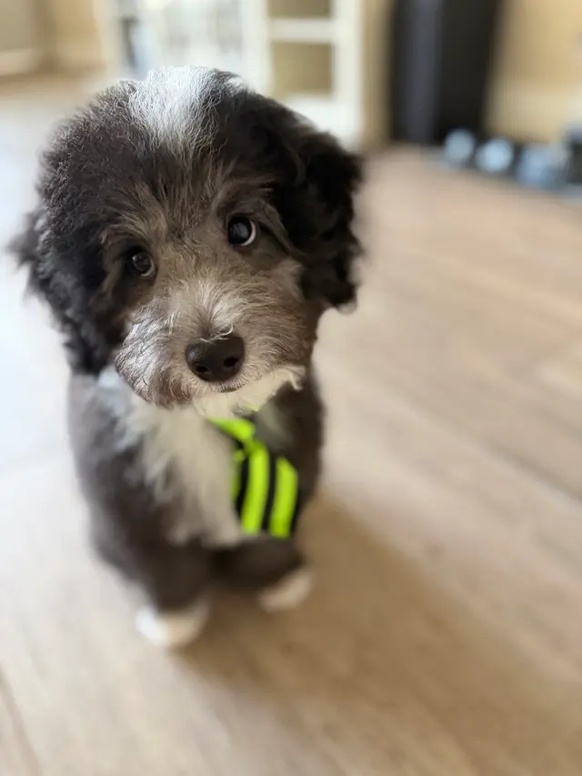 Woof Gang Bakery & Grooming Hutto — customer photo 4