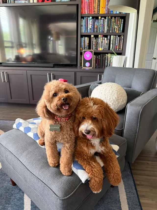 Woof Gang Bakery & Grooming Hutto — customer photo 2