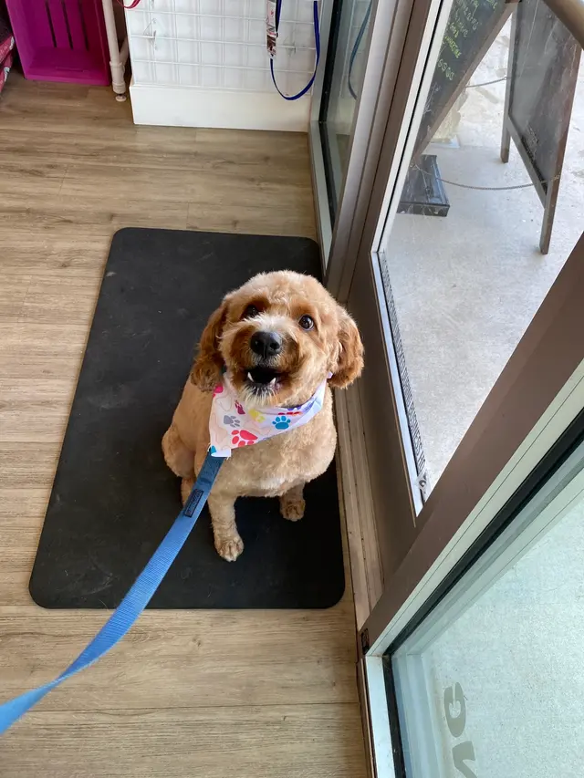 Woof Gang Bakery & Grooming Hutto — customer photo 1