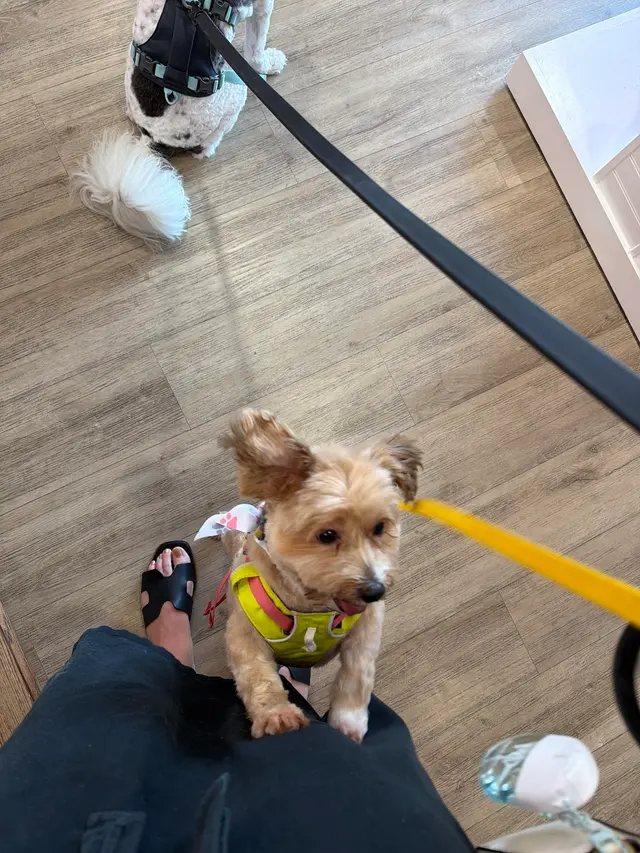 Woof Gang Bakery & Grooming Hutto — customer photo 6