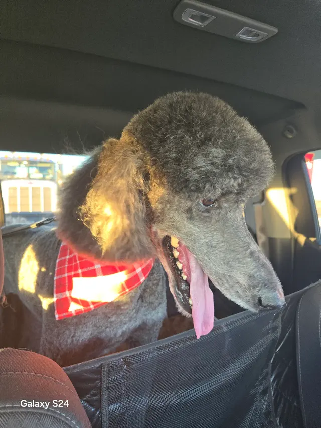 Woof Gang Bakery & Grooming Hutto — customer photo 8