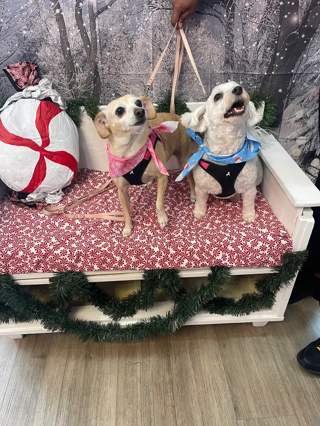 Woof Gang Bakery & Grooming Hutto — customer photo 11