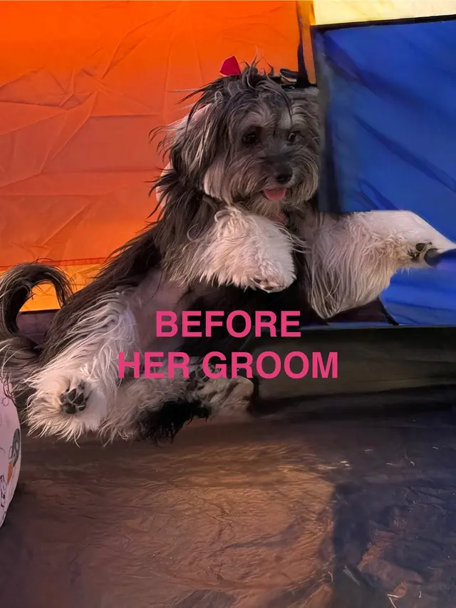 Woof Gang Bakery & Grooming Hutto — customer photo 7