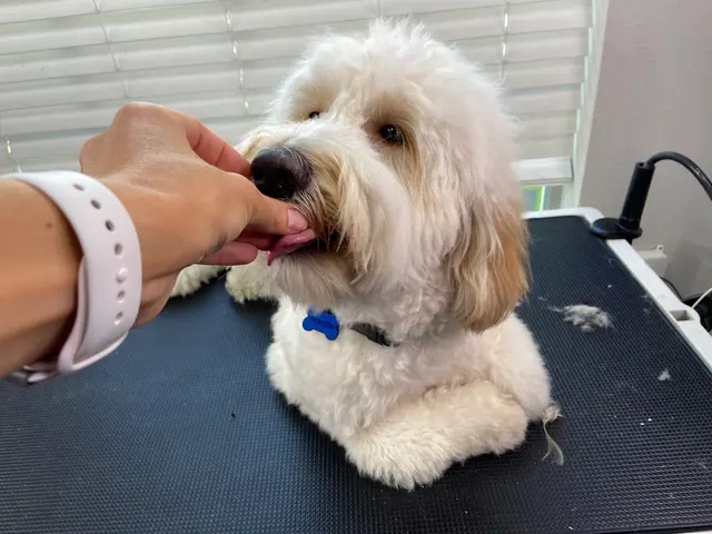 Wholesome Doodle Spa — photo from the business 4