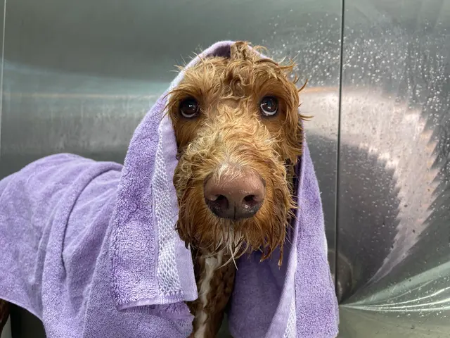 Wholesome Doodle Spa — photo from the business 8