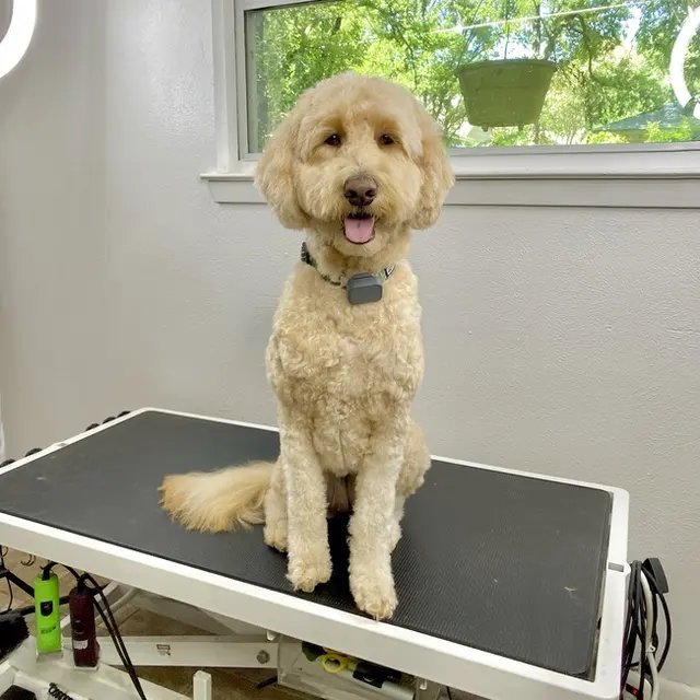 Wholesome Doodle Spa — photo from the business 3