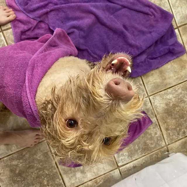 Wholesome Doodle Spa — photo from the business 12