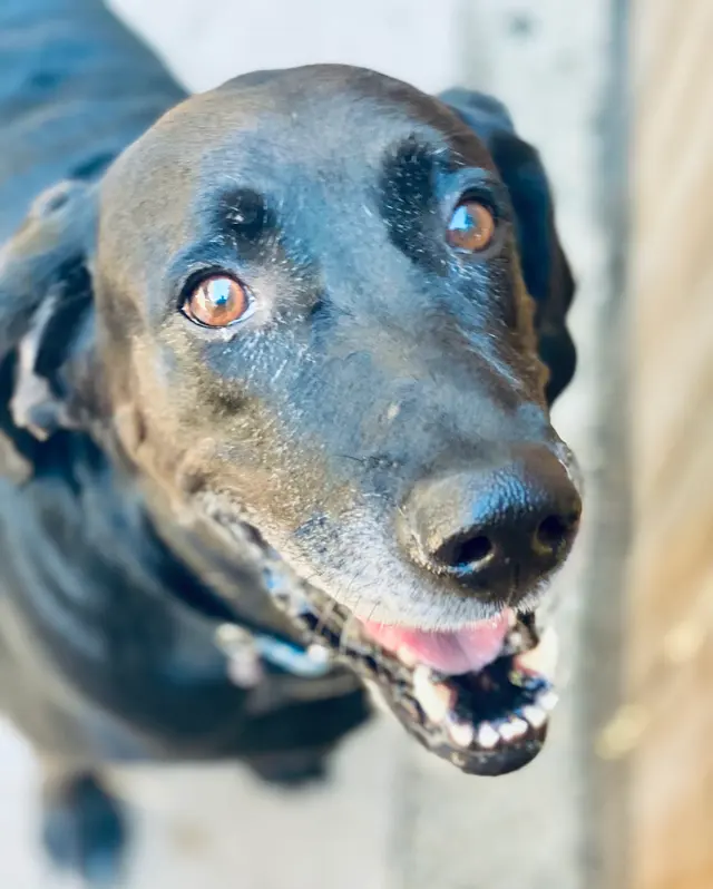 Amie's At Home Pet Care — photo from the business 2