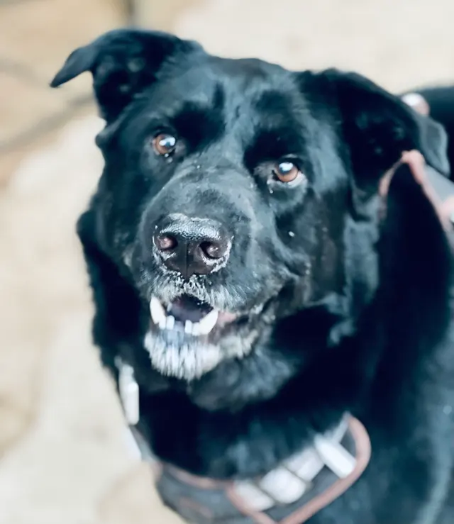 Amie's At Home Pet Care — customer photo 5