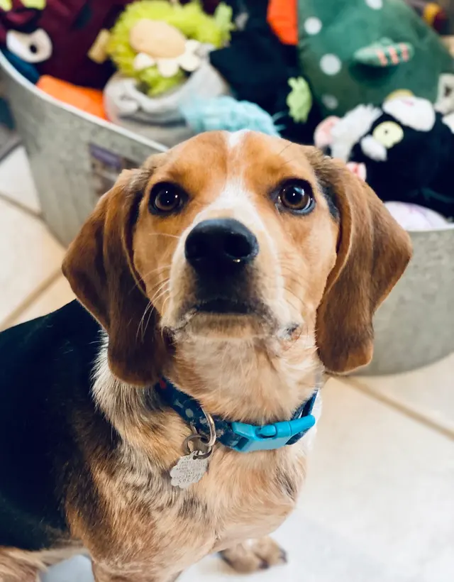Amie's At Home Pet Care — photo from the business 3