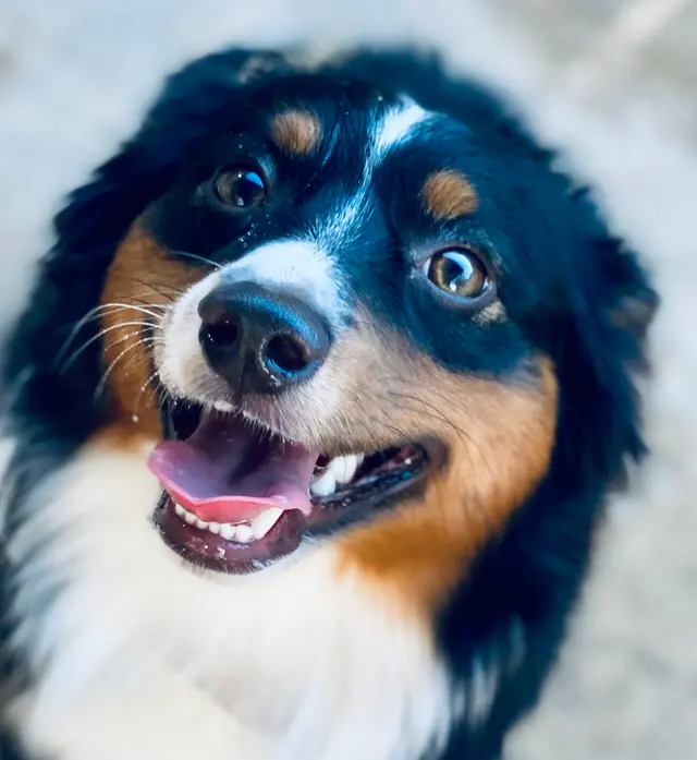 Amie's At Home Pet Care — photo from the business 9
