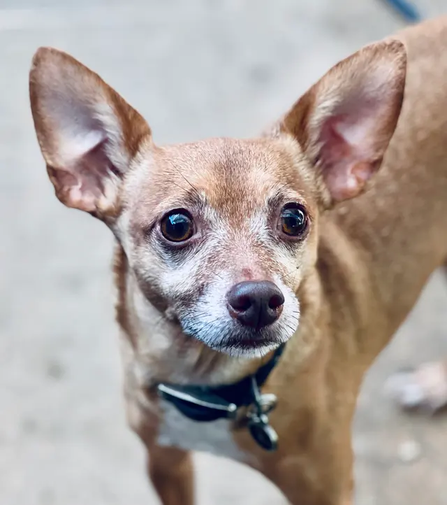Amie's At Home Pet Care — photo from the business 11