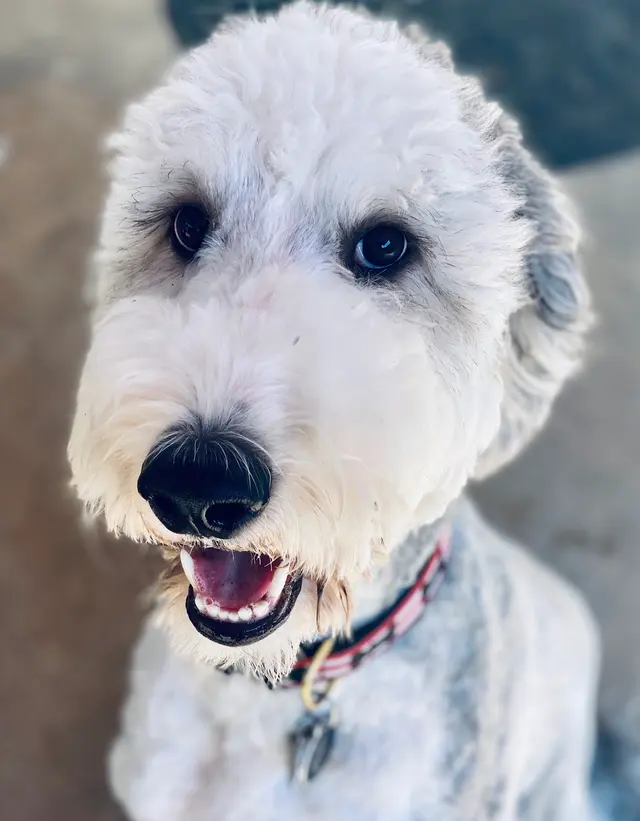 Amie's At Home Pet Care — photo from the business 7