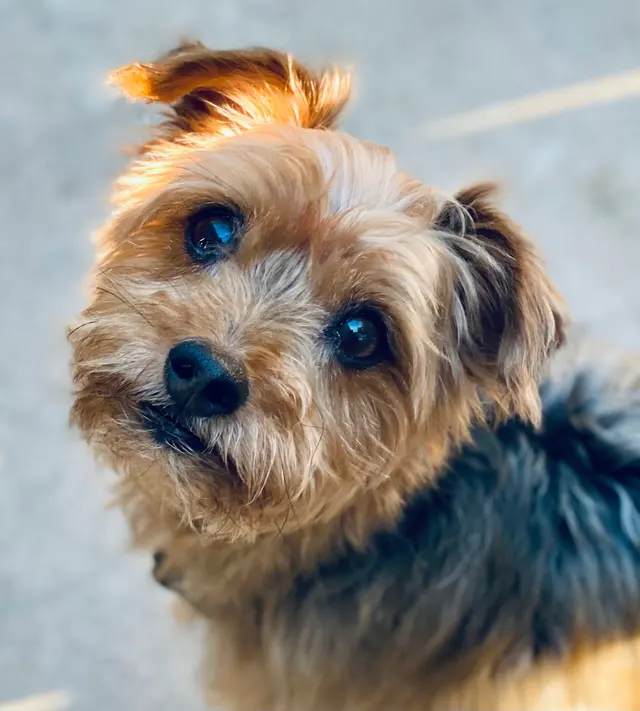 Amie's At Home Pet Care — photo from the business 10