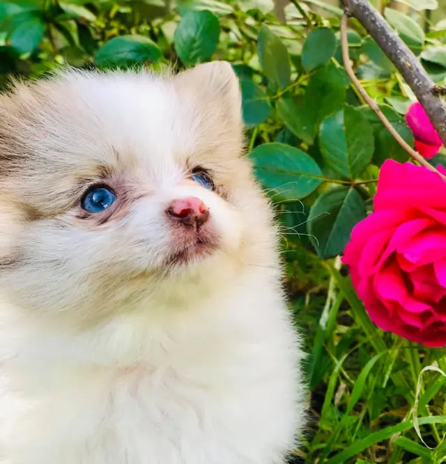 Amie's At Home Pet Care — photo from the business 12