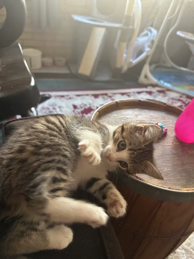 Wild and Wonderful Veterinary Services — customer photo 3