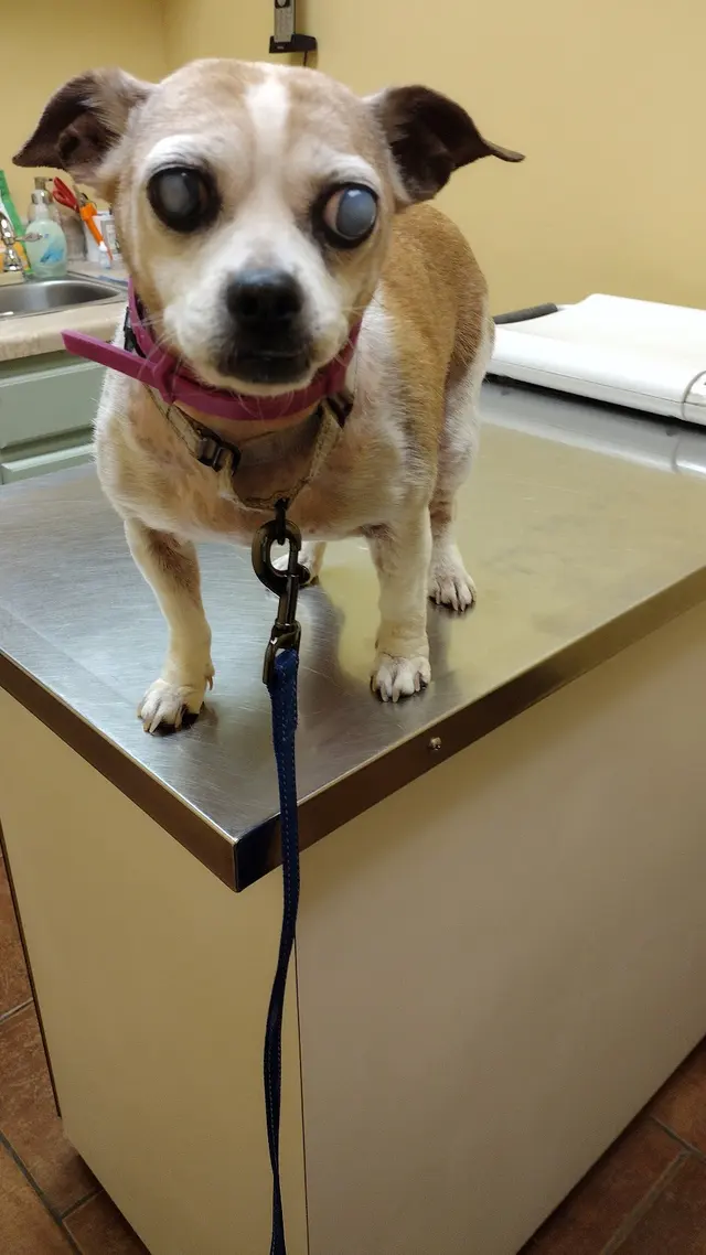 Wild and Wonderful Veterinary Services — customer photo 1