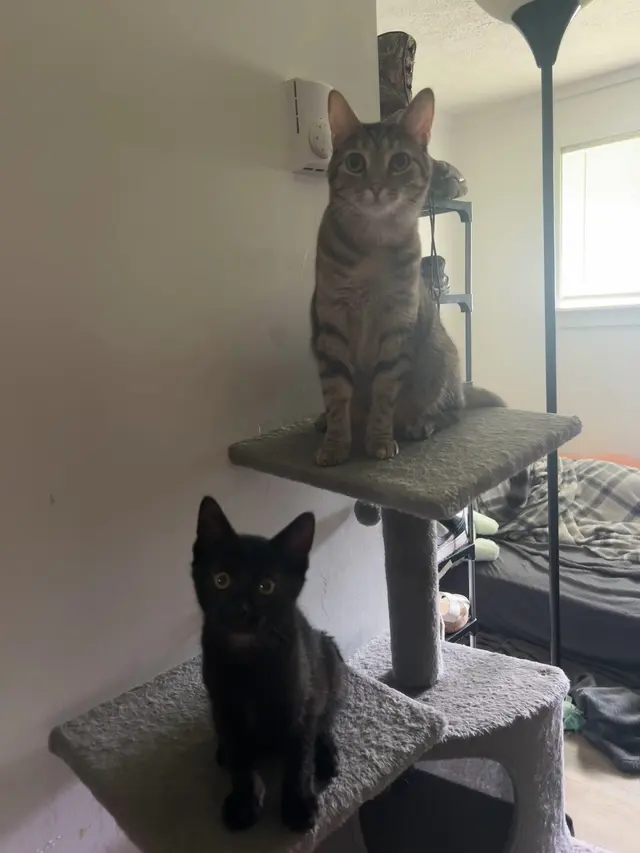 Customer photo of work by Wild and Wonderful Veterinary Services, from Shaylin S.'s review