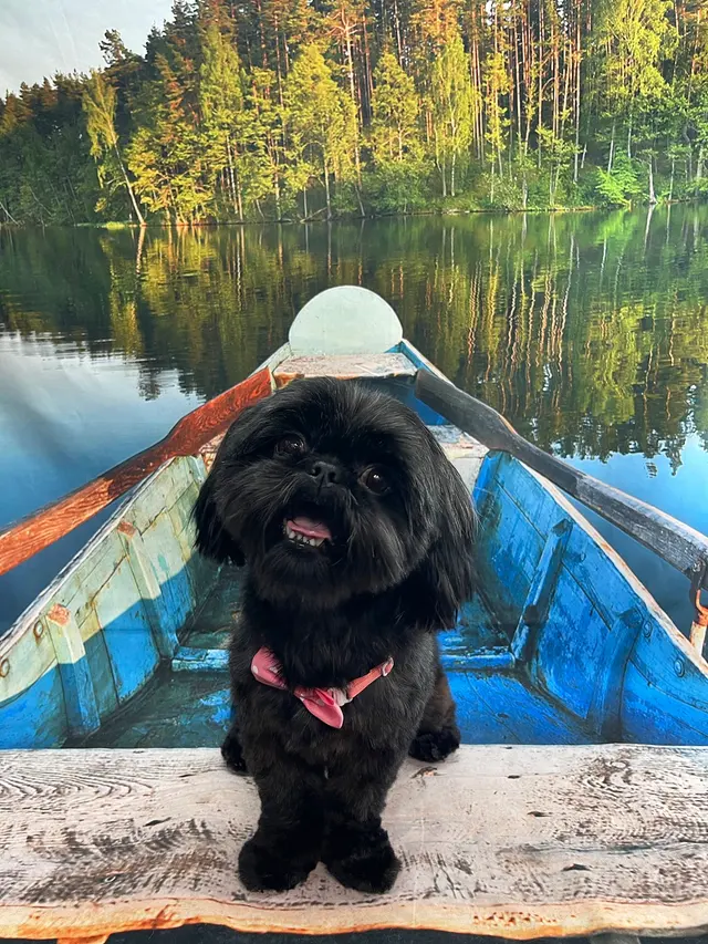 Starlight Grooming Salon and Mobile Pet Grooming — photo from the business 1
