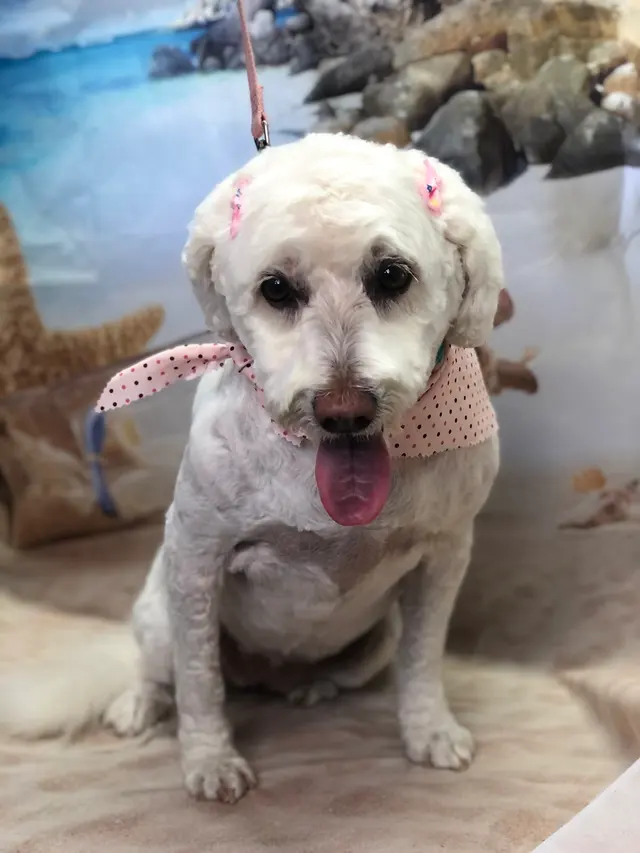 Starlight Grooming Salon and Mobile Pet Grooming — photo from the business 9
