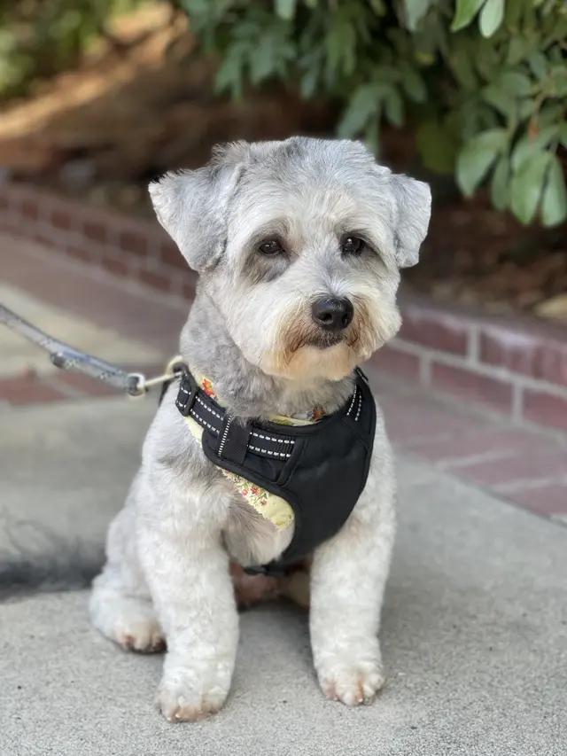 Starlight Grooming Salon and Mobile Pet Grooming — photo from the business 8