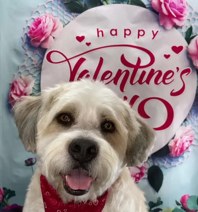 Starlight Grooming Salon and Mobile Pet Grooming — photo from the business 4