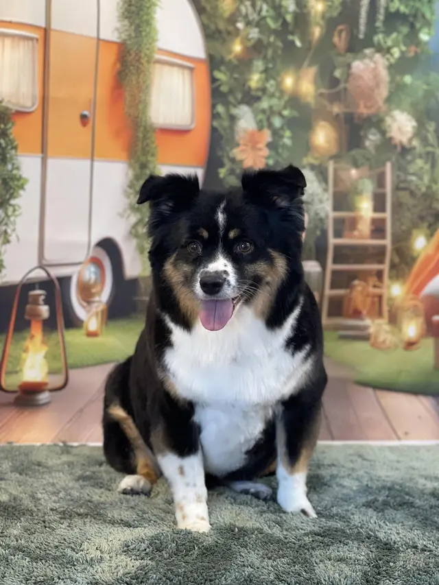 Customer photo of work by Starlight Grooming Salon and Mobile Pet Grooming, from Shaydra May's review