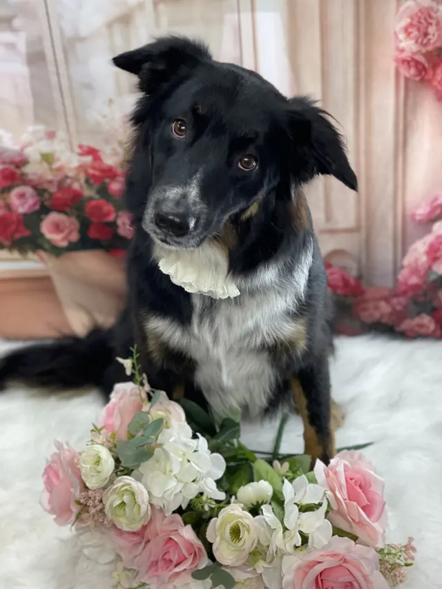 Starlight Grooming Salon and Mobile Pet Grooming — photo from the business 6