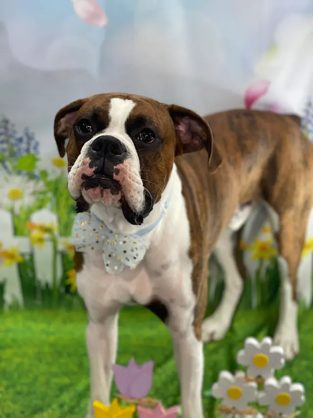 Starlight Grooming Salon and Mobile Pet Grooming — photo from the business 11
