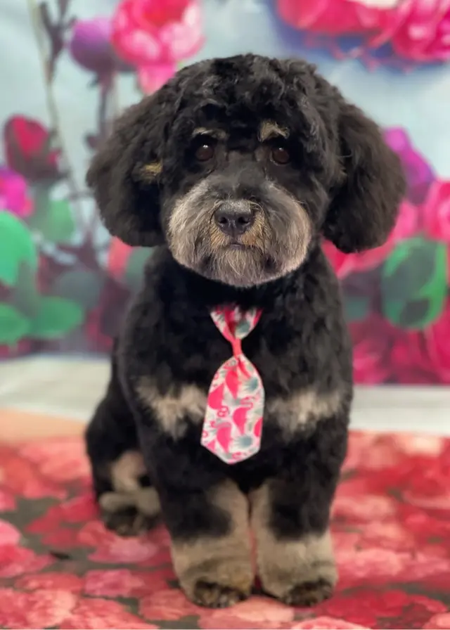 Starlight Grooming Salon and Mobile Pet Grooming — photo from the business 3