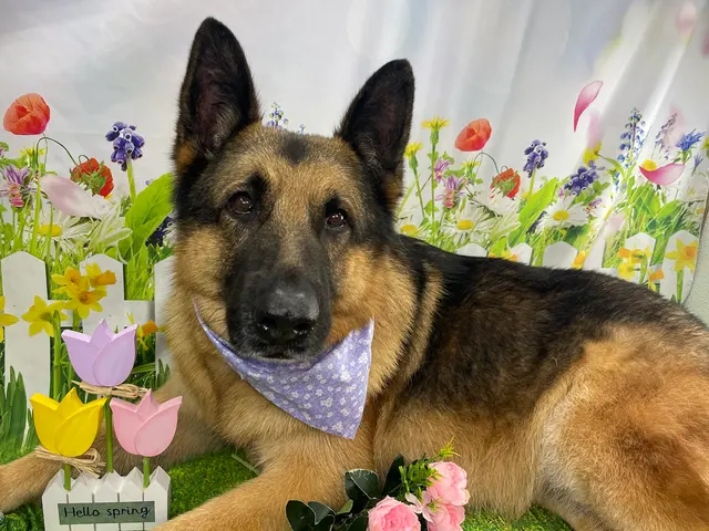 Starlight Grooming Salon and Mobile Pet Grooming — photo from the business 7